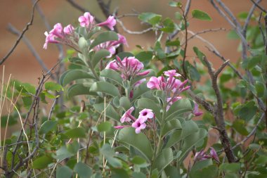 Bahçedeki güzel çiçekler