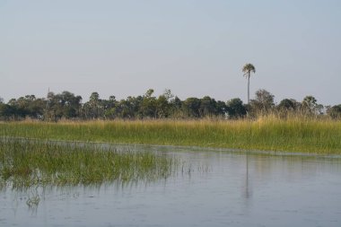 Kenya savanının ormanı ve nehri