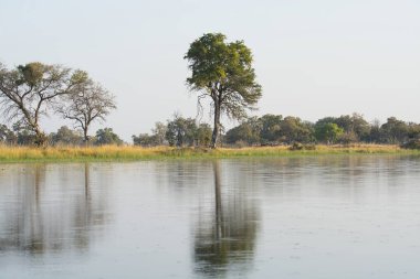 Ormandaki bir gölün manzarası