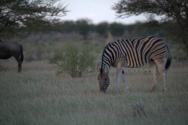 Zebra doğada, hayvan doğada