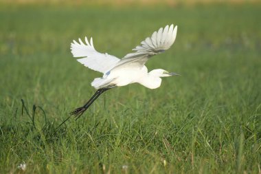 Vahşi doğada beyaz balıkçıl