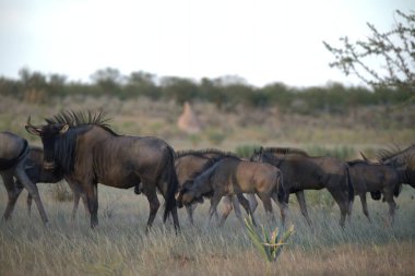 Afrika savanındaki vahşi doğada büyük bir dededu.