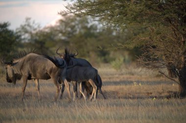 Bir grup geyik tarlada yürüyor.