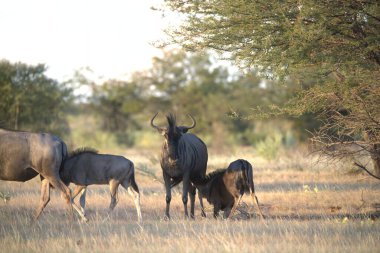 Afrika bozkırlarında bir grup vahşi hayvan.