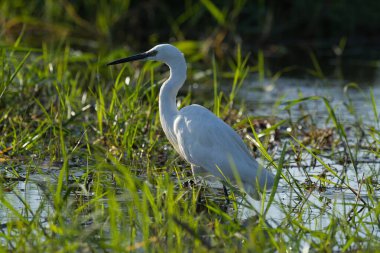 Sudaki beyaz balıkçıl