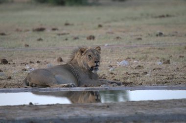 Afrika, Namibya 'da Etoşa' daki su birikintisinde aslan var.