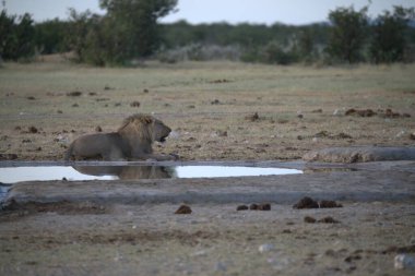 Su birikintisinde yürüyen bir aslanın güzel bir görüntüsü.