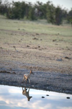 Kuru suyun ortasında duran güzel beyaz bir aslanın dikey görüntüsü.