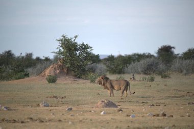 Savanada bir at sürüsü