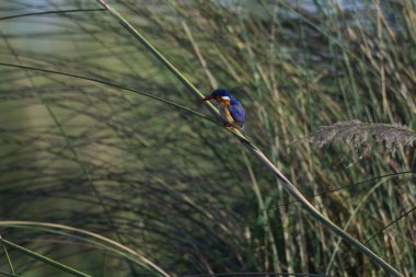 Parktaki bir kuşun yakın plan fotoğrafı.