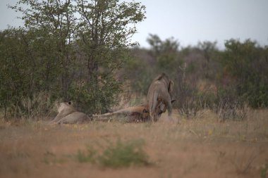 Afrika 'daki vahşi aslanlar