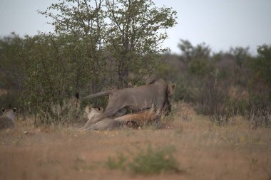 Lion (kruger Milli Parkı )