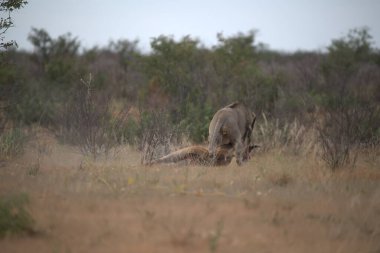 Kruger Ulusal Parkı 'ndaki aslan.