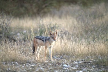 Kırmızı kurt, köpek lupus.