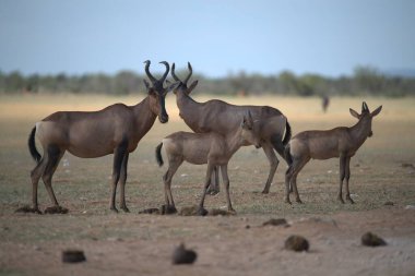 Kenya bozkırında bir grup zebra.