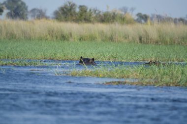 Afrika Botsvana Vahşi Yaşam Fotoğrafları