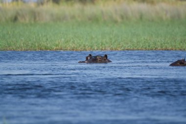 Sudaki bir grup Afrika fili. Afrika.