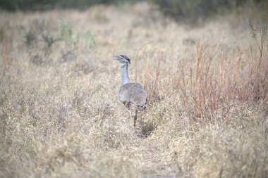 Hollanda, Dublin 'deki parkta gri balıkçıl (ardea cinerea)