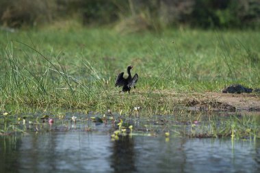 Siyah ördek (siyanthus fulianus) doğal parktaki vahşi gölde.