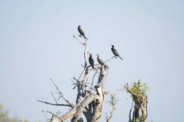 siyah - korteks (corax ruphalus) doğal rezerv, Güney Afrika, botsvana, Afrika