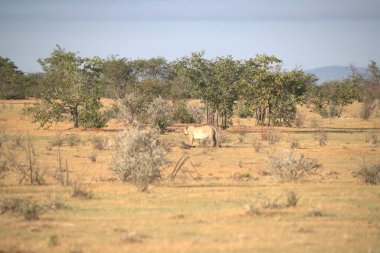 Savanada güzel bir beyaz boğa görüntüsü.