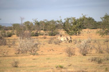Kenya bozkırında vahşi hayvanlar ve zebralar