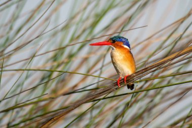 Bir ağacın dalındaki kuş, fauna