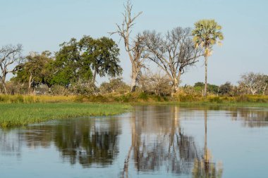 Botswana 'daki Okavango deltasındaki büyük nehir.