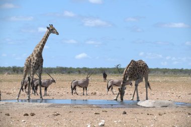 Zürafa Etoşa 'da bir delikte su içiyor.