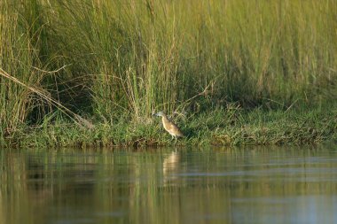 Büyük ibikli yunus kuşu gölde