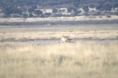 Afrika'da vahşi aslan