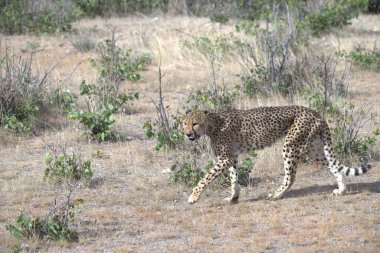 savannah yürüyüş leopar