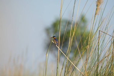 Ormanda bir daldaki kuş.
