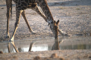 drinking water of a giraffe.