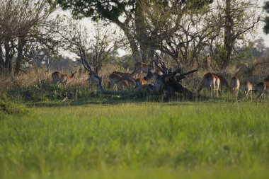 Savanadaki bir grup geyik.