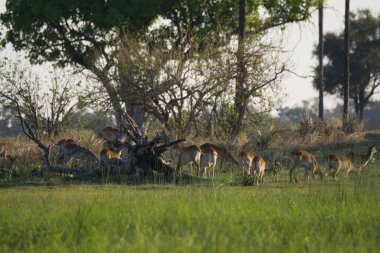 wild deers at the national park in the evening