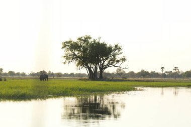 the elephant of thailand is the beautiful and the water