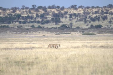 Savanadaki vahşi aslanlar