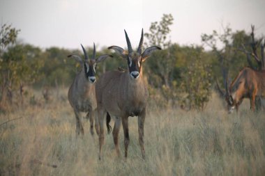 Vahşi doğada büyük bir balık.