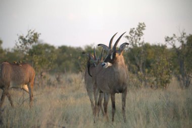 big african antelope in the savannah of africa