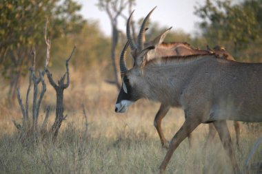 Ormandaki kırmızı geyik