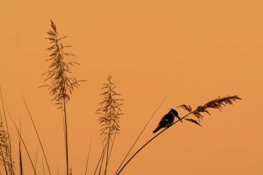 Siyah bir kuşun yakın çekimi.