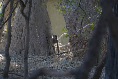 ormanda oturan maymun