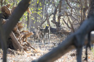 Ormandaki şirin bir sincabın yakın plan fotoğrafı.