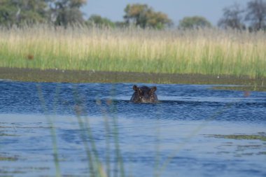 african wild elephant in the water
