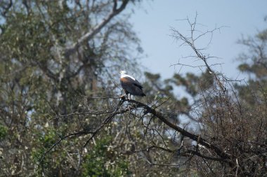 bald eagle in a nest on a tree in search of food