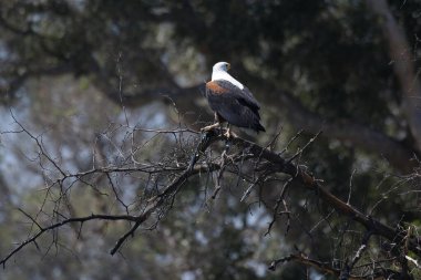 Vahşi doğada kel kartal