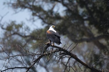 Kartal kuşu vahşi doğada