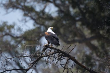a bald eagle sitting in a tree in a high quality setting