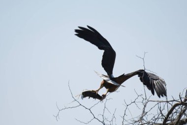 a bird is flying on a tree